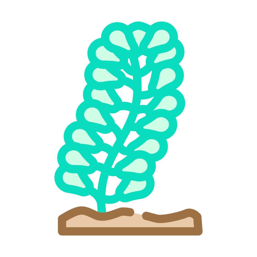 caulerpa lentillifera Algen Farbsymbol Vektor Illustration