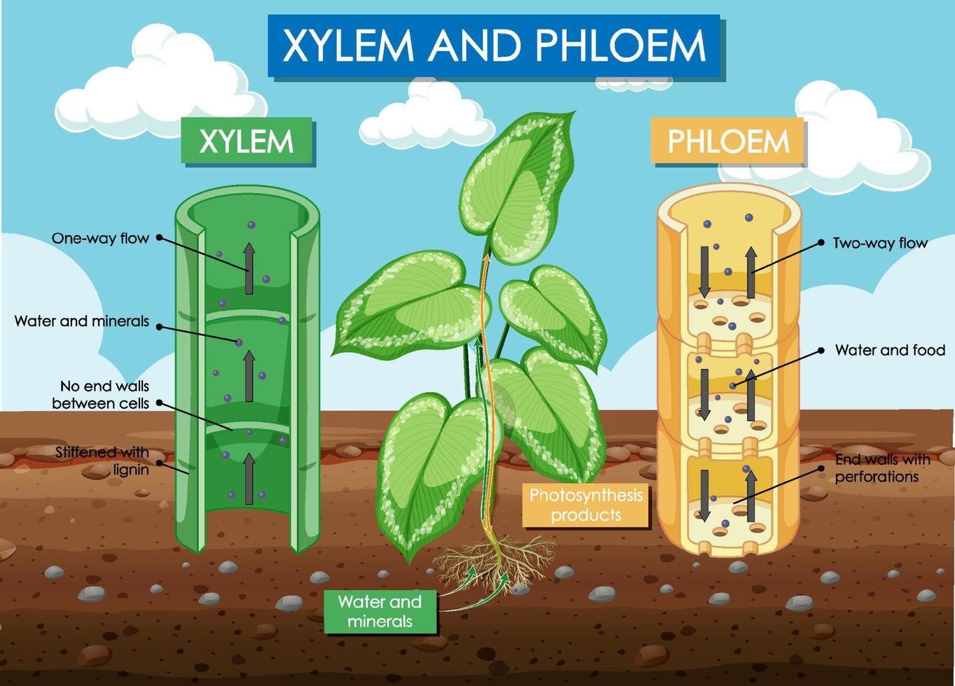 diagram som visar xylem och floemväxt vektor