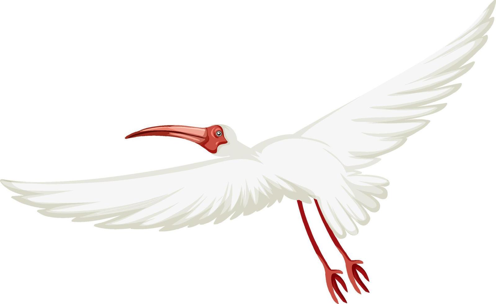 amerikansk vit ibis isolerad vektor