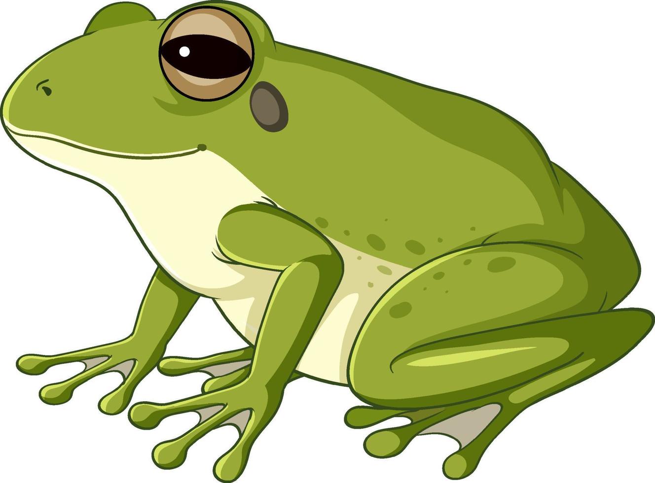 ein grüner Frosch auf weißem Hintergrund vektor