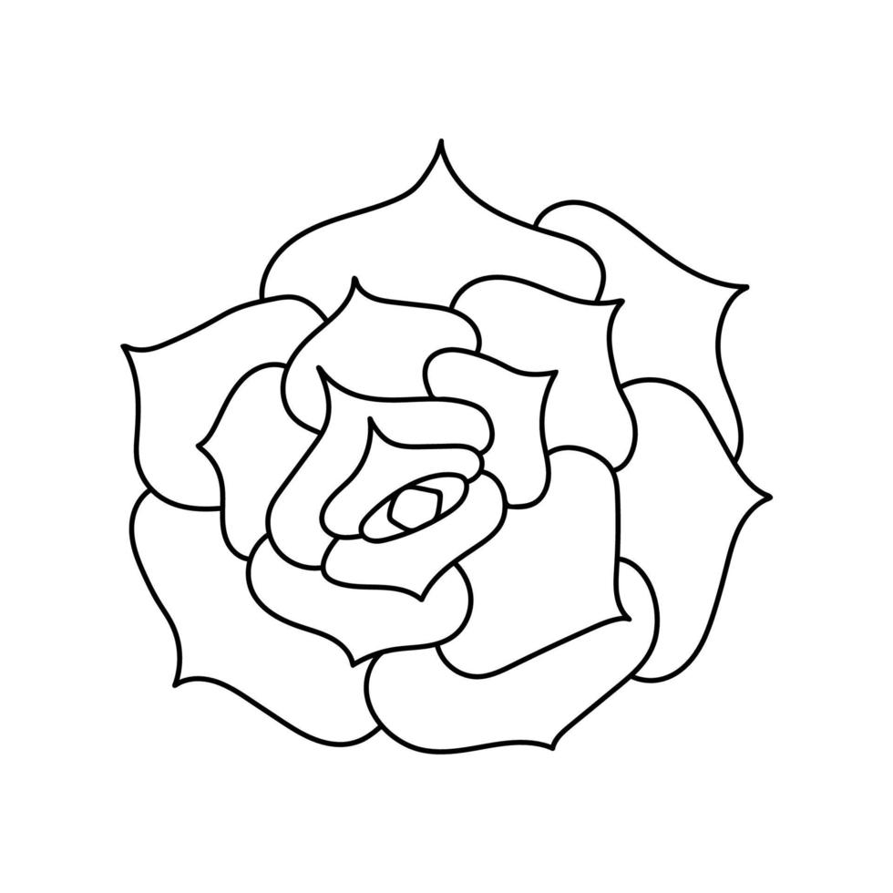 Sukkulente Echeveria im Doodle-Stil, Vektorillustration. Wüstenblume für Druck und Design. Umriss mexikanische Pflanze, grafisches isoliertes Element auf weißem Hintergrund. Zimmerpflanze für die Inneneinrichtung vektor