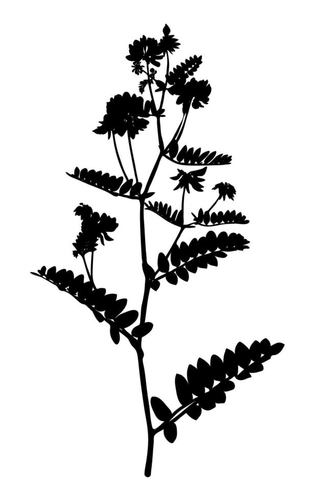 Wildblumenschattenbild lokalisiert auf weißem Hintergrund. Wiesenblume. Vektor-Illustration. vektor