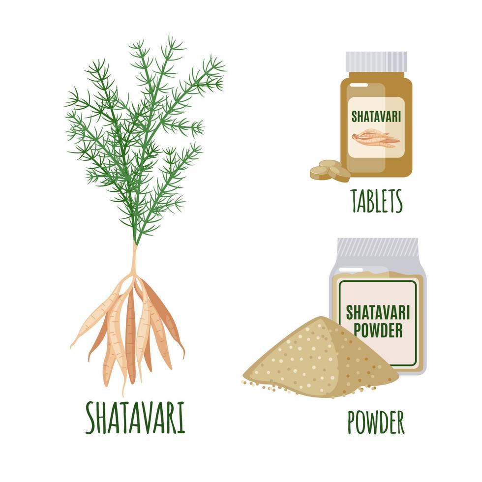 Shatavari-Set mit Vorteilen im flachen Stil isoliert auf weißem Hintergrund. Spargel racemosus oder Shatamull. ayurvedische Heilpflanze. Shatavari-Pulver und Tabletten für die Gesundheit. Vektor-Illustration vektor