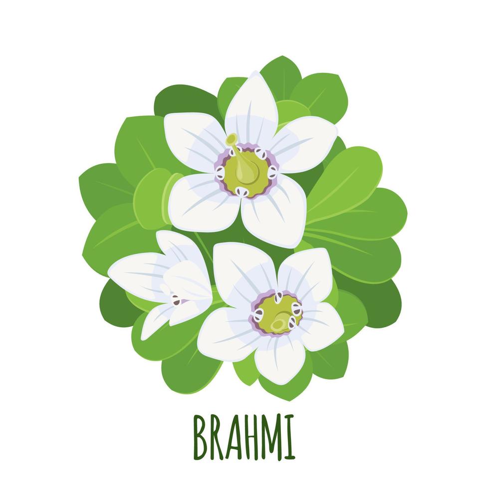 Brahmi-Symbol im flachen Stil isoliert auf weißem Hintergrund. bacopa monnieri, wasserhyssop, gratiola, wasserysop, indischer wassernabel. ayurvedische Heilpflanze. Vektor-Illustration. vektor