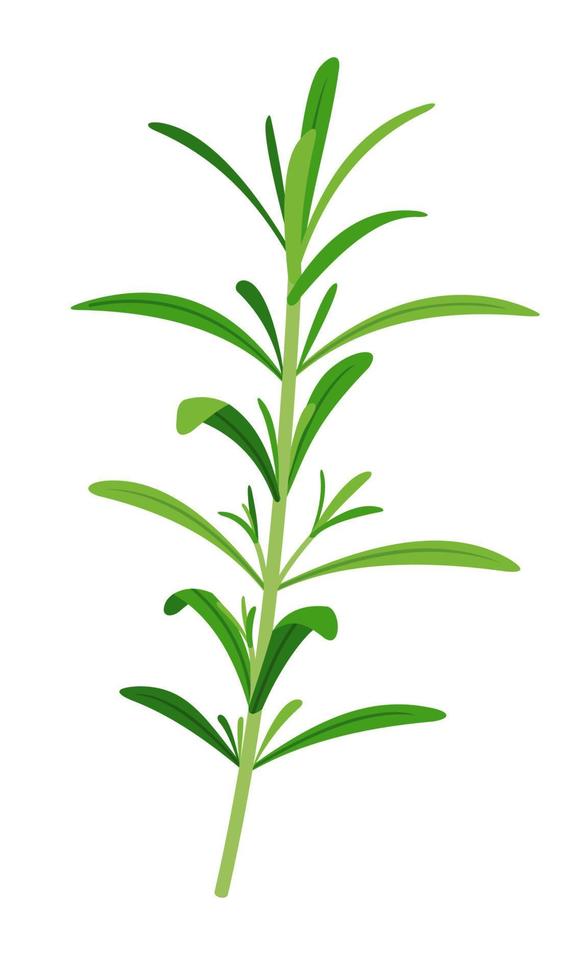 Rosmarinzweige-Symbol im flachen Stil isoliert auf weißem Hintergrund. ayurvedische Heilpflanze. Kraut für die Gesundheit. Vektor-Illustration. vektor