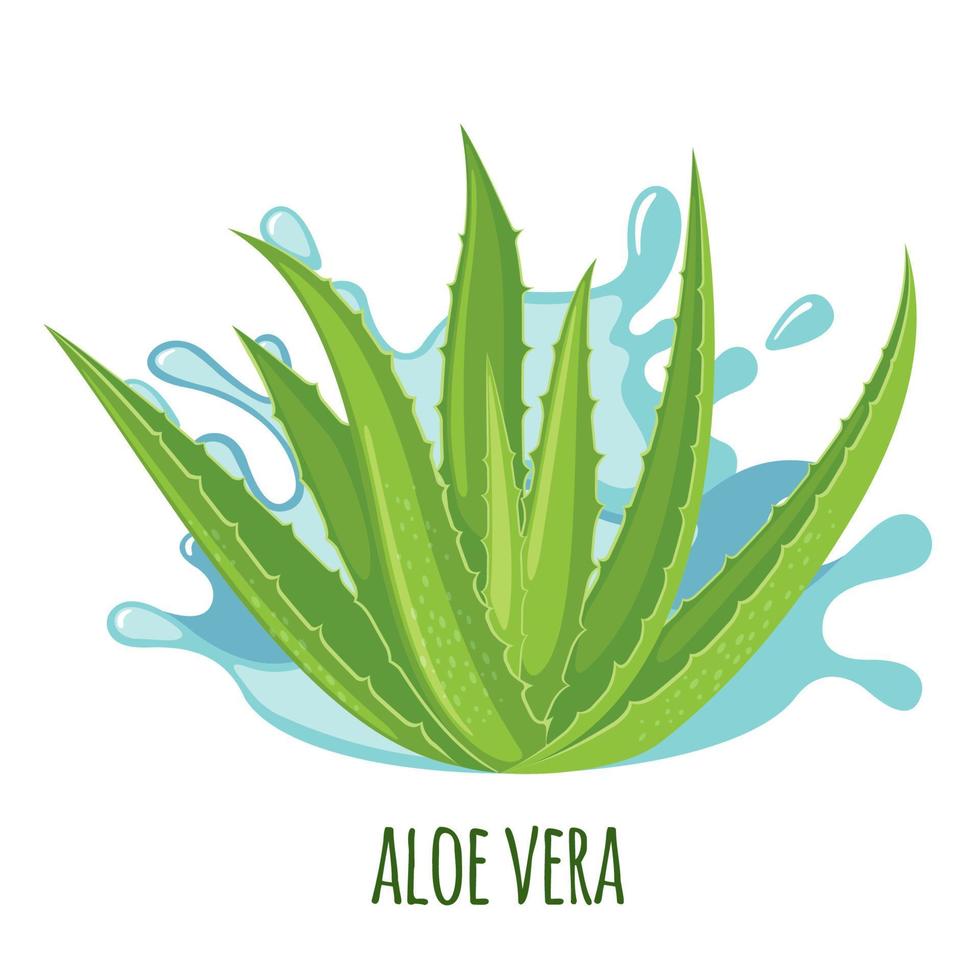 aloe vera-ikonen isolerad på vit bakgrund. ayurvedisk medicinalväxt. vektor illustration