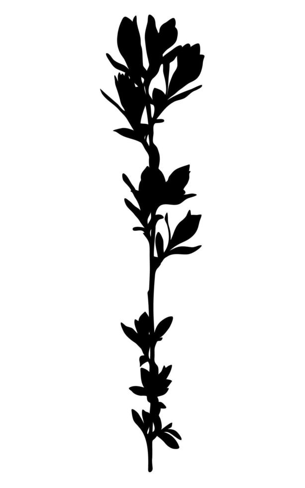 Silhouette des Zweigs mit Blättern isoliert auf weißem Hintergrund. schwarzer Zweig. Vektor-Illustration. vektor