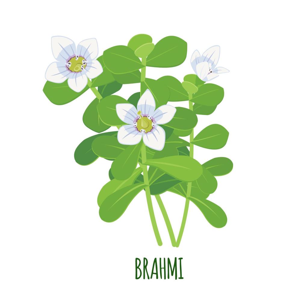 brahmi ikon i platt stil isolerad på vit bakgrund. bacopa monnieri, vattenhyssop, gratiola, vattenisop, indisk örtört. ayurvedisk medicinalväxt. vektor illustration.