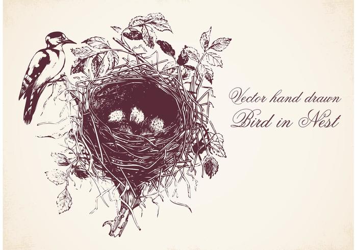 Free Hand Drawn Vogel In Nest Vektor