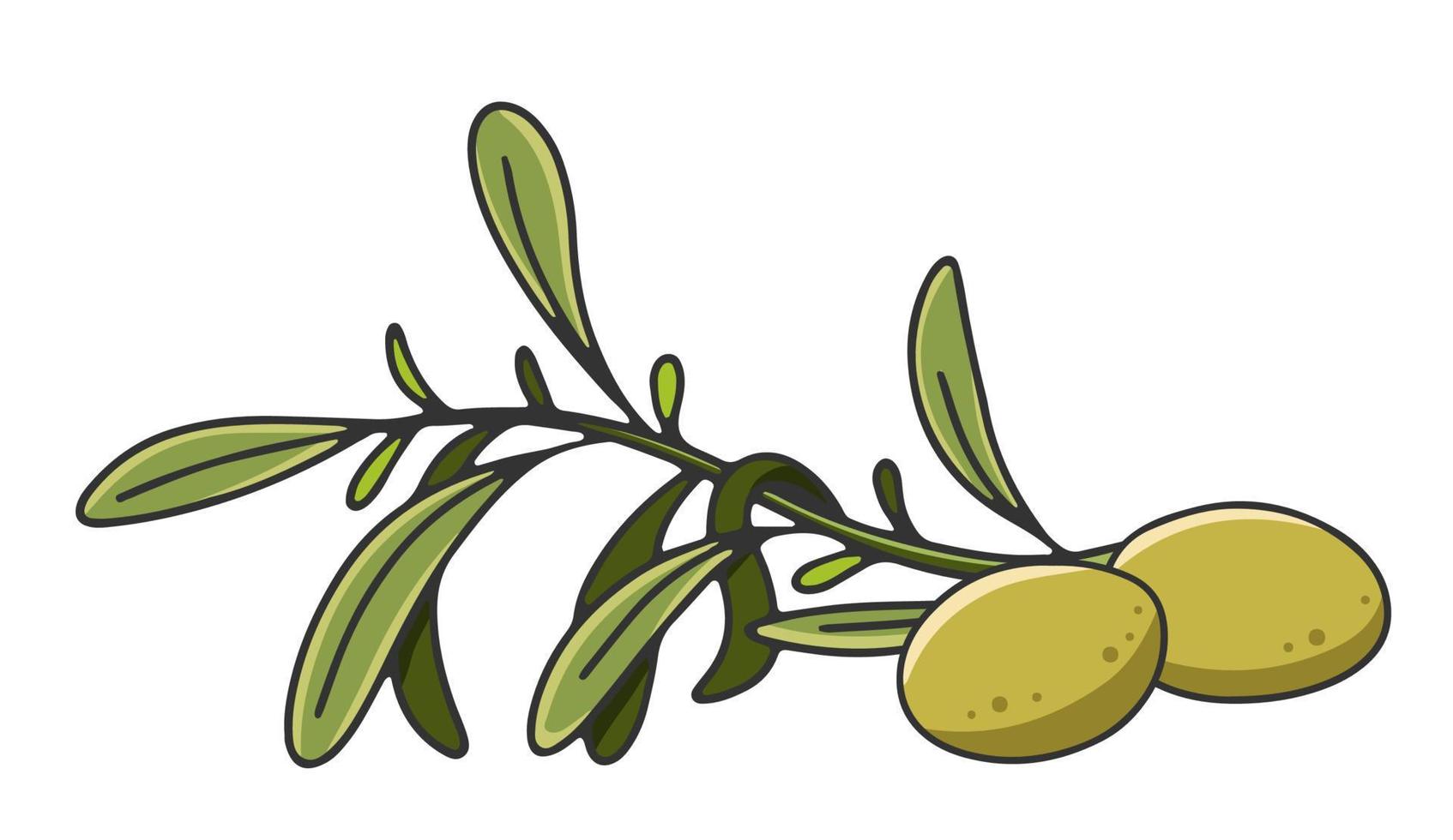 Olivenzweig mit Blättern und Oliven. Olivenöletikett oder Logo für einen Bauernladen oder Markt. Retro-Emblem der Vektorillustration des organischen Olivenöls lokalisiert auf weißem Hintergrund. vektor
