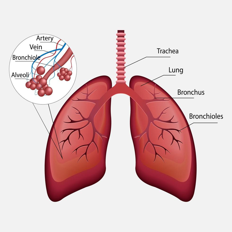 3d vektor mänskliga andningsorganen, lungor, alveoler. anatomi av struphuvudet i struphuvudet. delar av människokroppen. anatomi illustration. vektor.