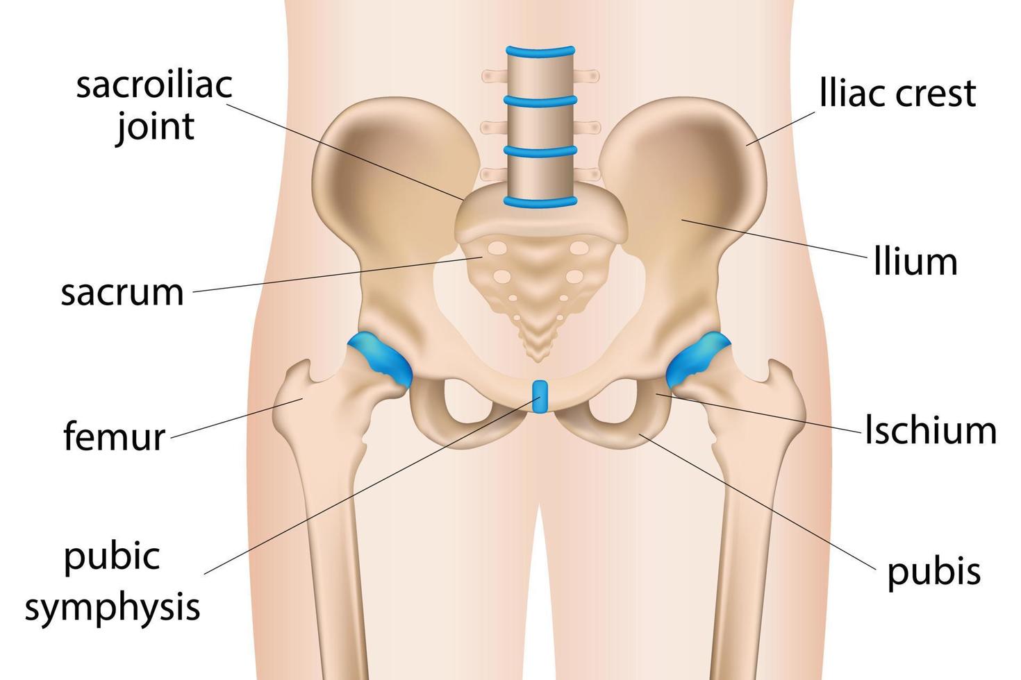 illustration av smärtsam höft sakral inflammation, höftsmärta bursit, artrit. vektor