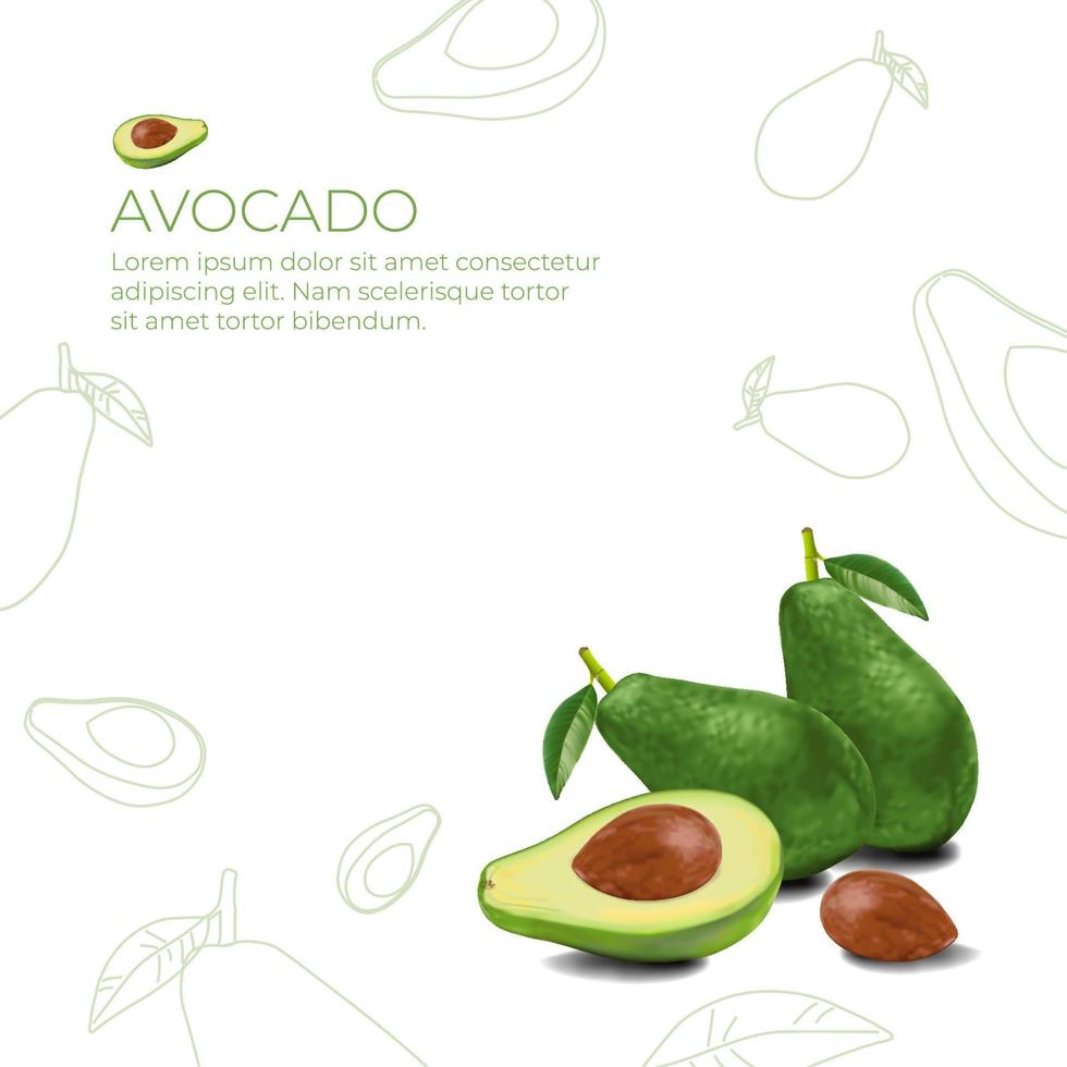 Avocado voll und halb mit Avocadosamenvektor vektor