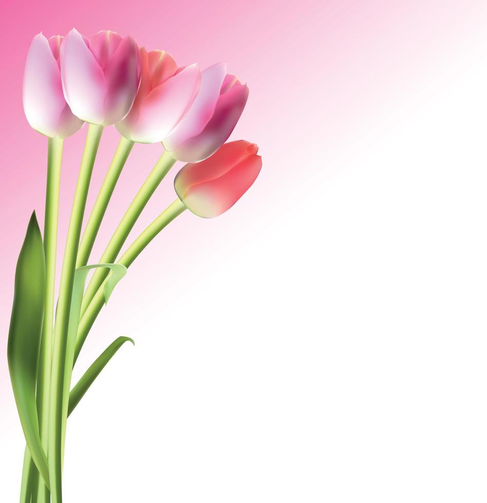 vacker rosa realistisk tulpan bakgrund vektorillustration vektor