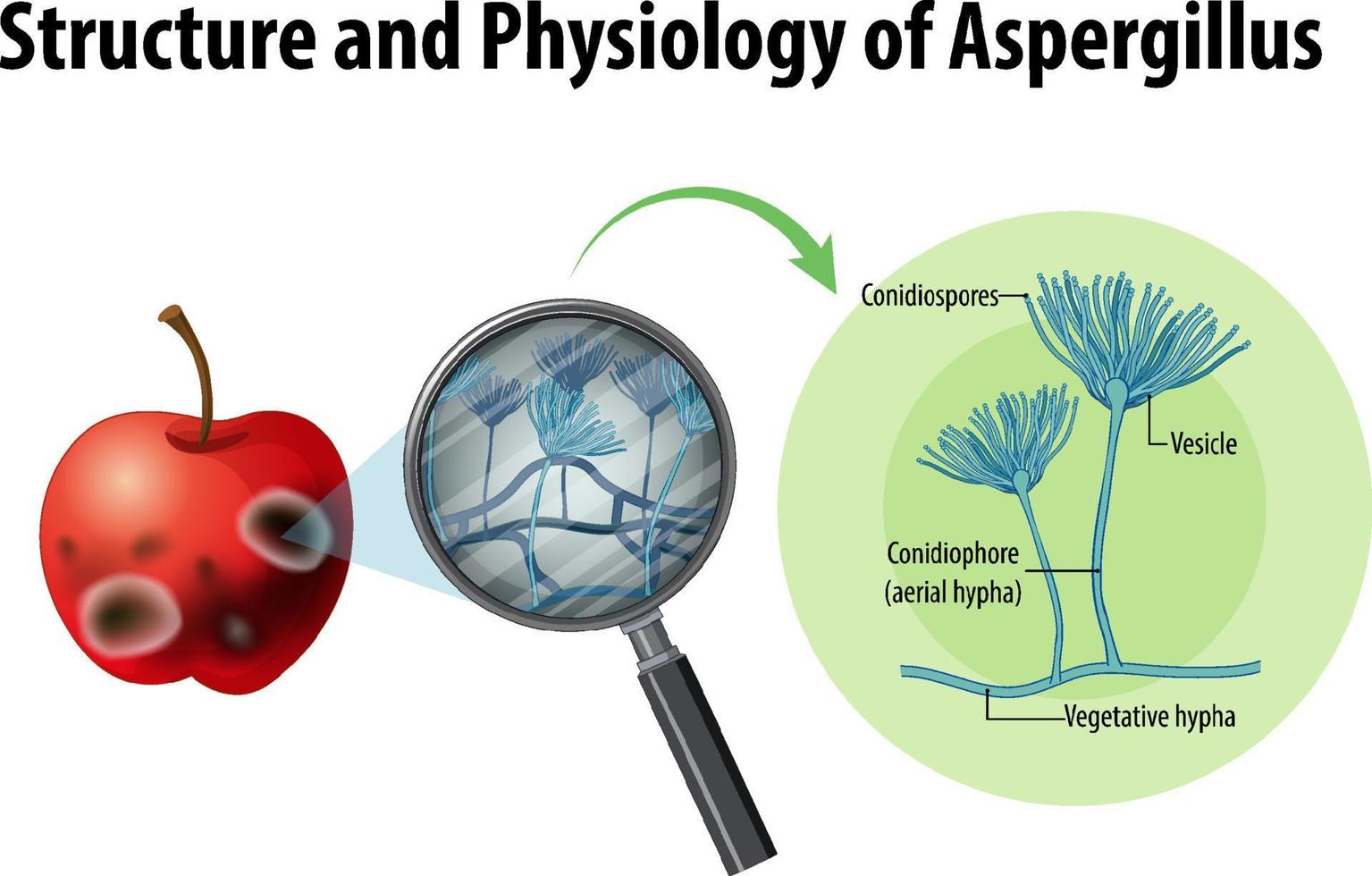 Struktur und Physiologie des Apfelaspergillus vektor