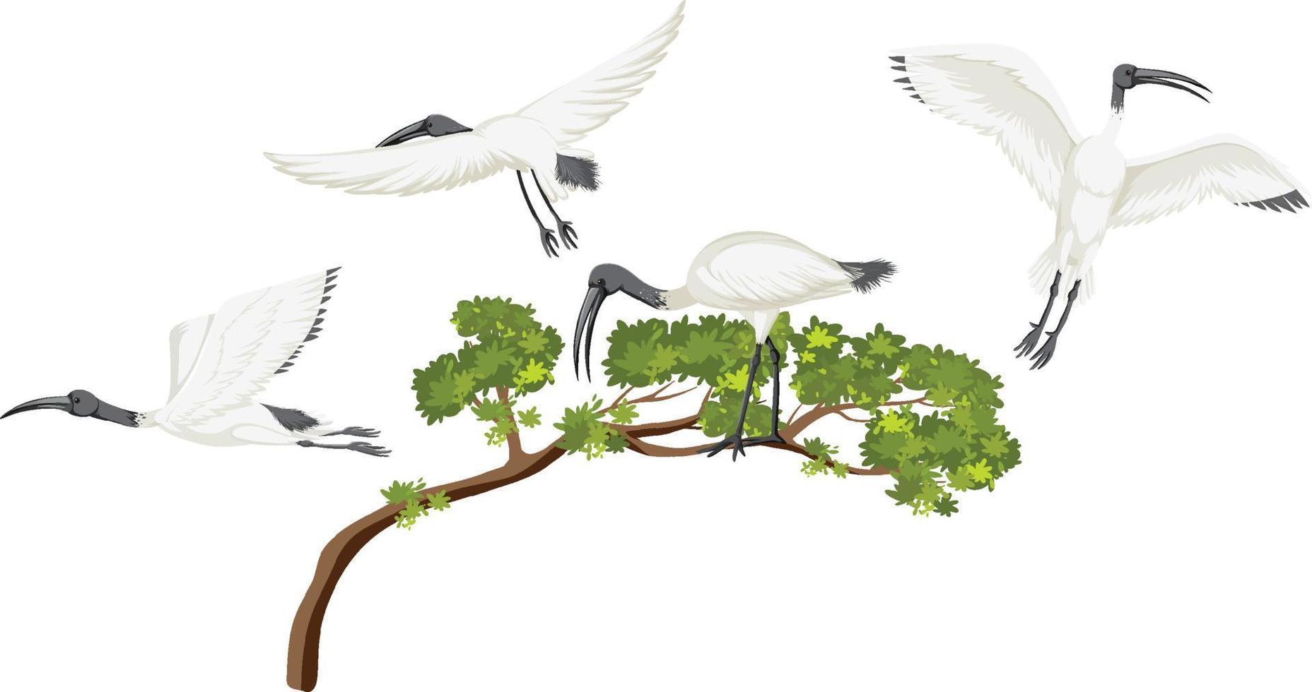 australisk vit ibis grupp på ett träd vektor