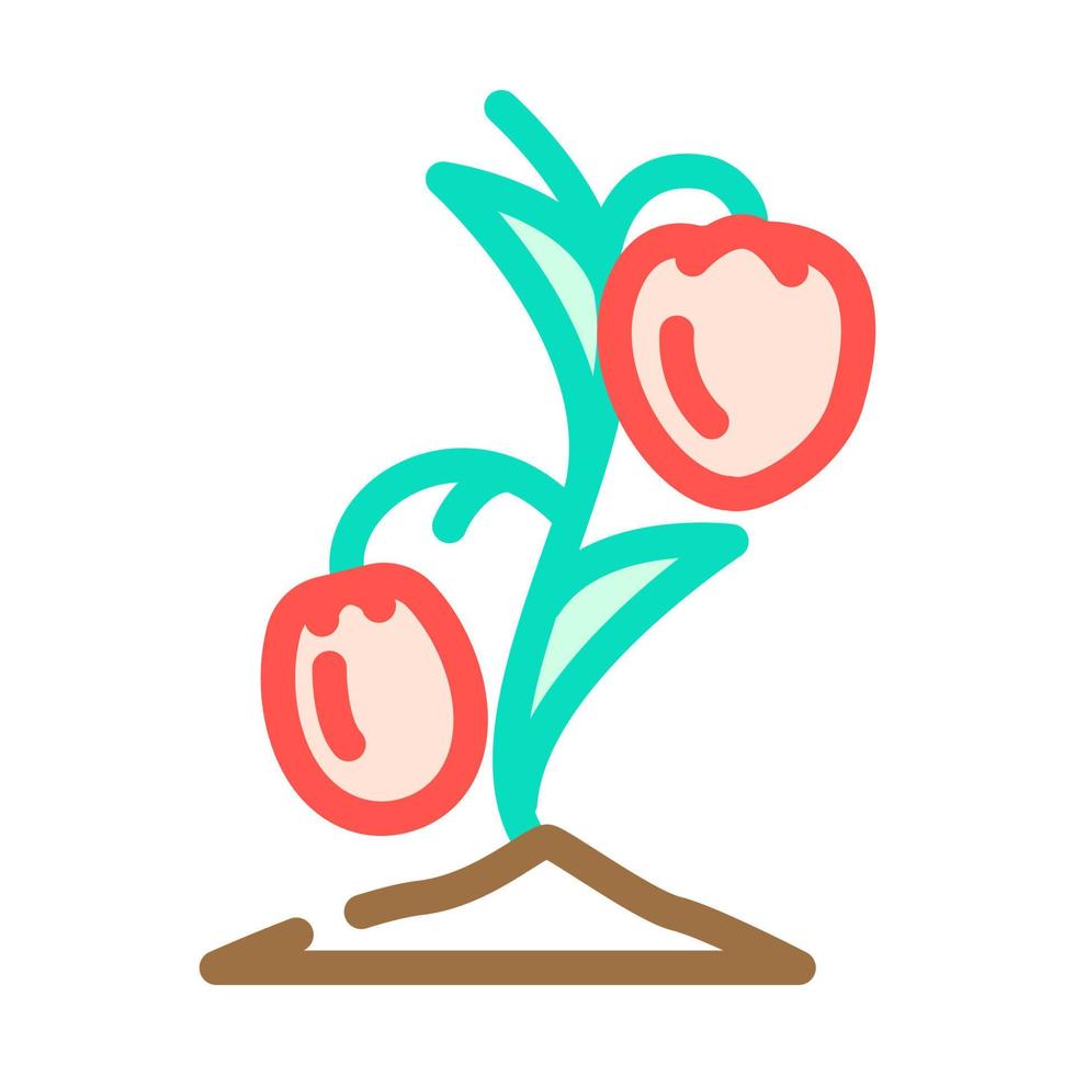 planta tomat färg ikon vektor illustration