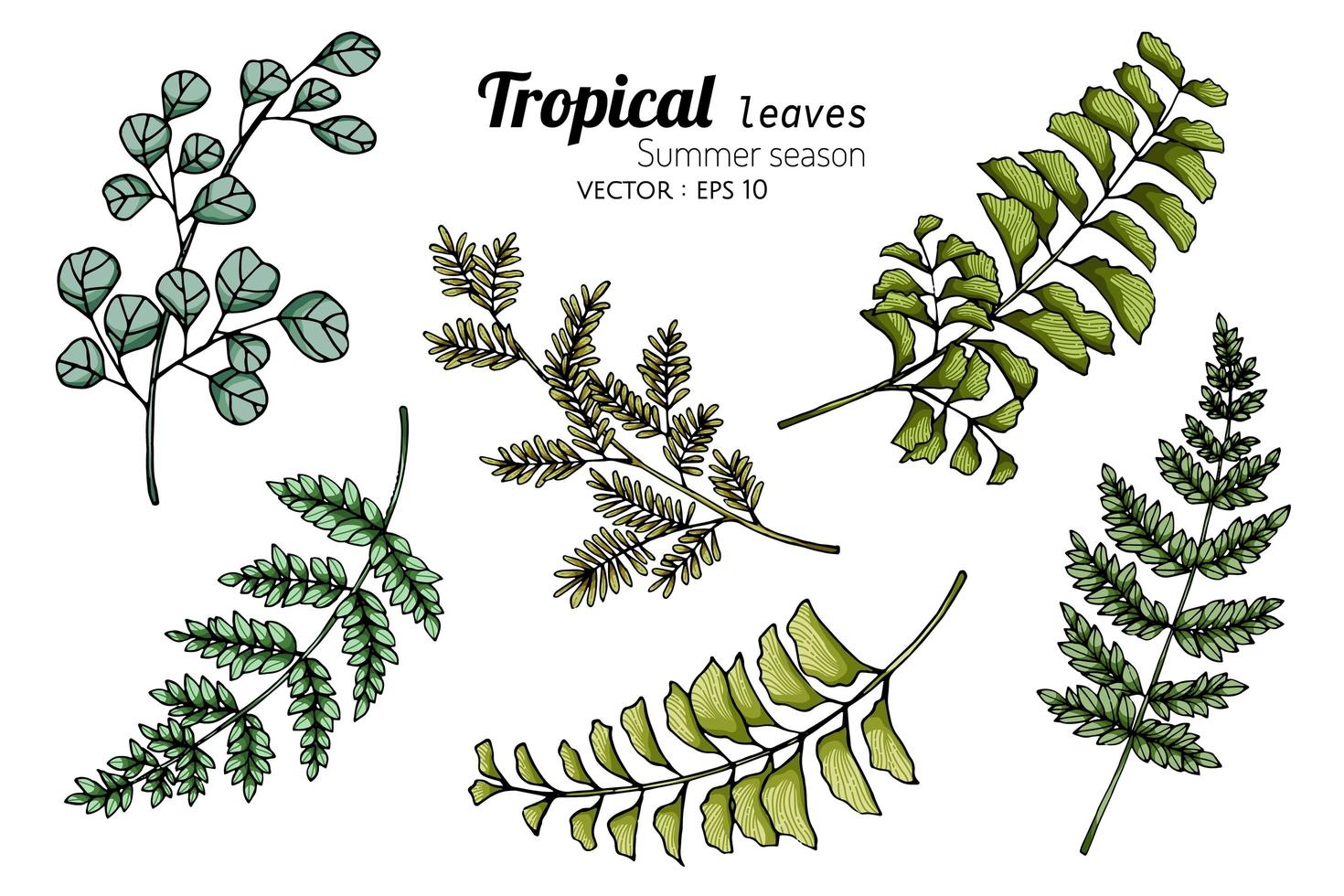 Satz von verschiedenen tropischen Blättern in mehreren Farben vektor