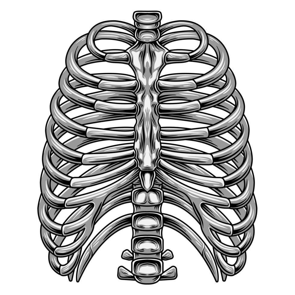 Rippenvektorbild für den Anatomieunterricht vektor