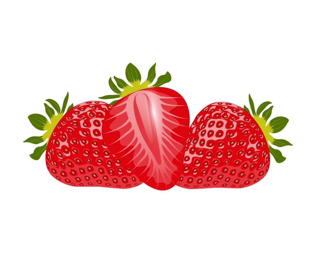 frische Erdbeeren. Süßes Essen. Erdbeer-Nahaufnahme auf weißem Hintergrund. Vektor-Illustration. vektor