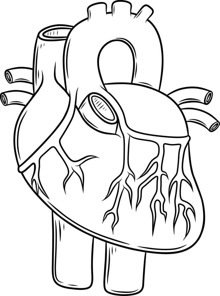 Anatomie des menschlichen Herzens von einem gesunden Körper auf weißem Hintergrund vektor