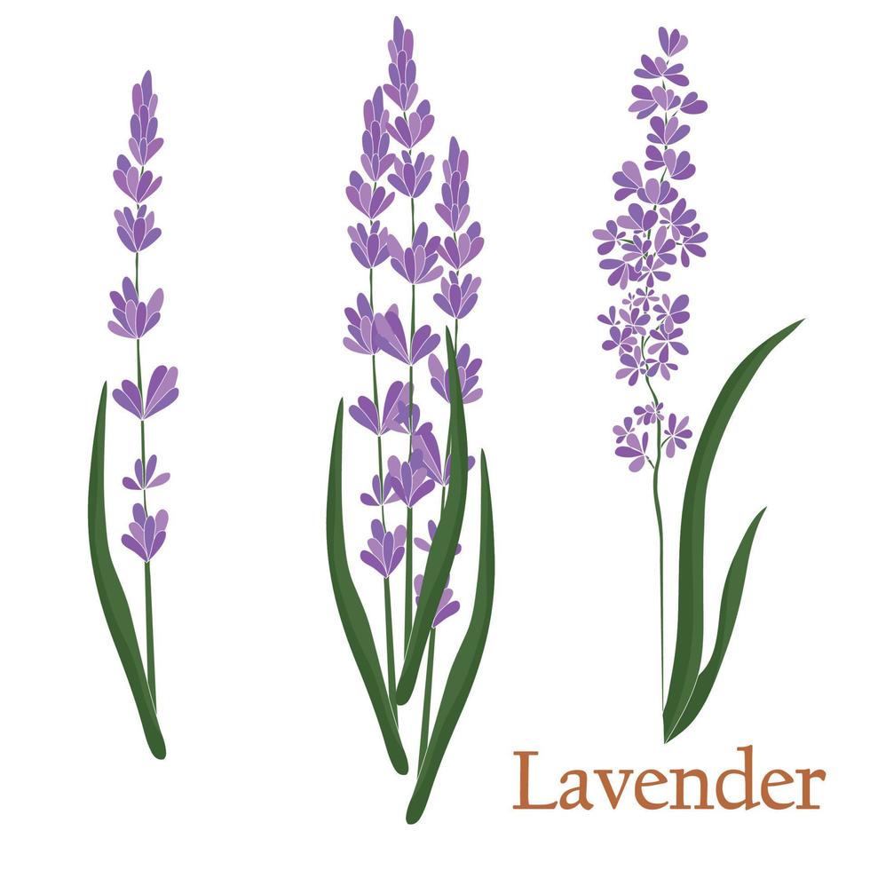 lavendel. illustration av en växt i en vektor med blommor för användning vid dekoration, skapande av buketter, matlagning av läkemedel och örtte.