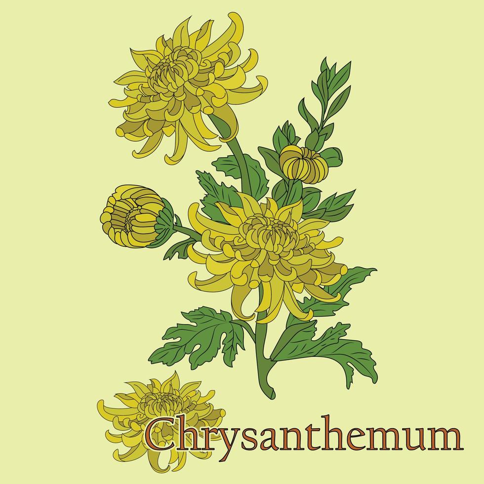 Chrysanthemen-Tee. Abbildung einer Pflanze in einem Vektor mit Blumen zur Verwendung beim Kochen von medizinischem Kräutertee.