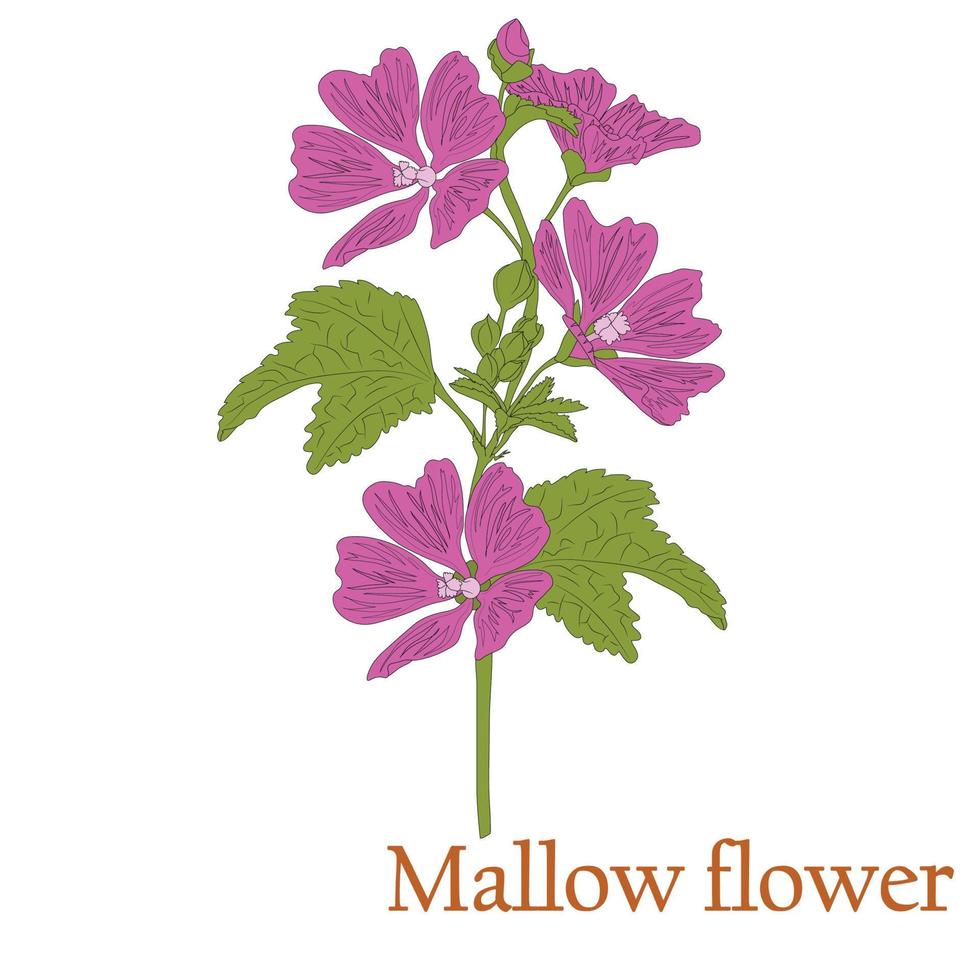 malva blomma. illustration av en växt med blommor för användning vid dekoration, skapande av buketter, matlagning av läkemedel och örtte. vektor