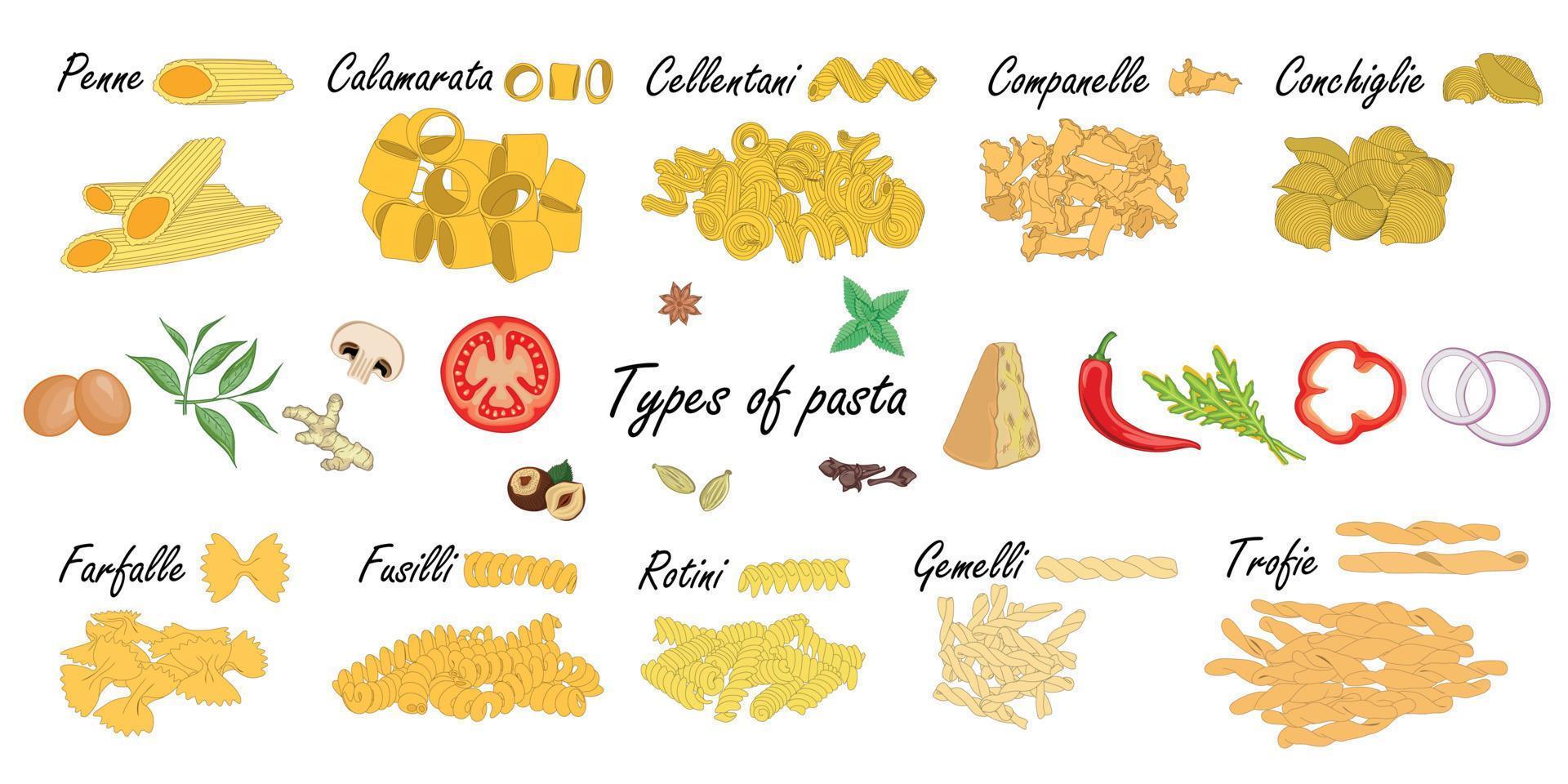typer av pasta. kort pastaskillnad, illustrationsexempel med ingredienser. vektor