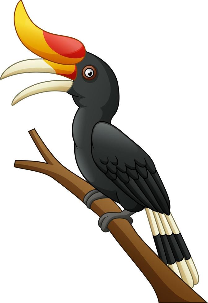 Cartoon Hornbill Vogel isoliert auf weißem Hintergrund vektor