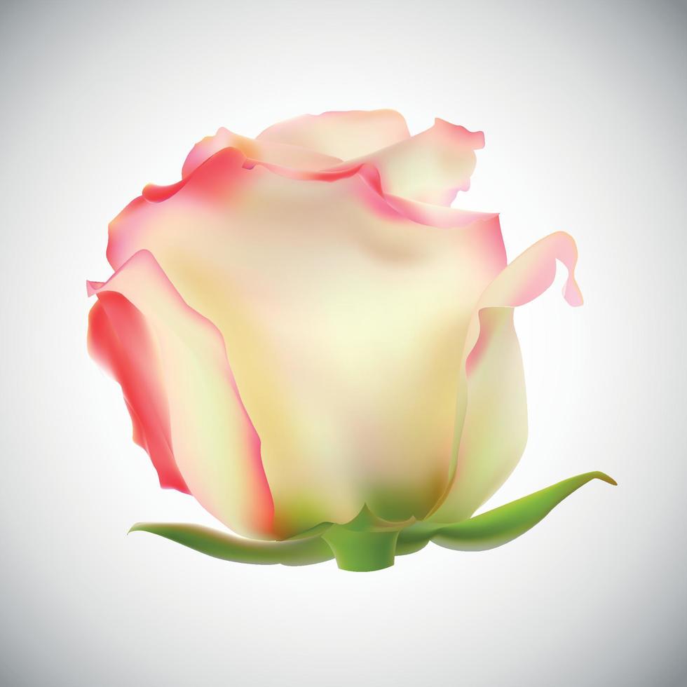 realistische rose hochwertige vektorillustration vektor