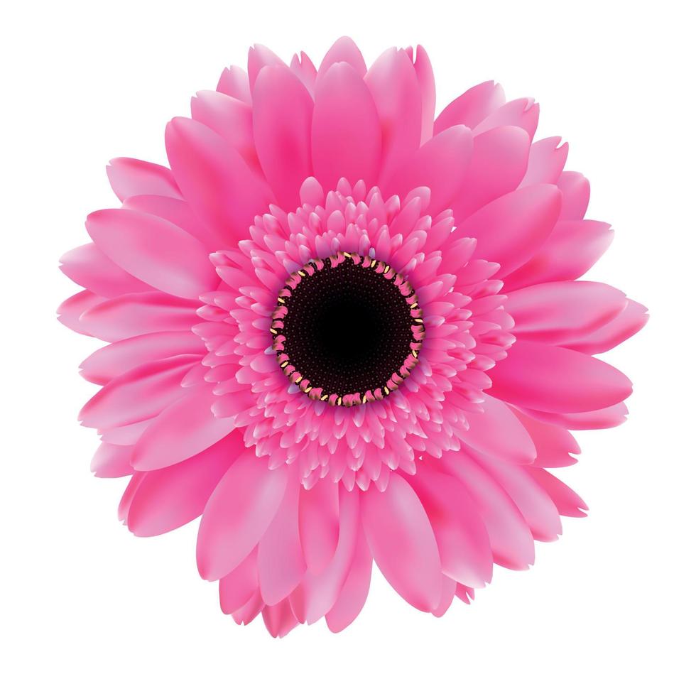 gerbera blomma isolerad på vit bakgrund vektorillustration vektor