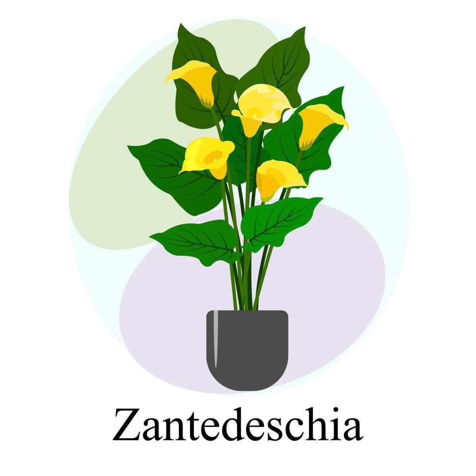 Blühende Zimmerpflanze Zantedeschia. gelbe calla zantedeschia vektor