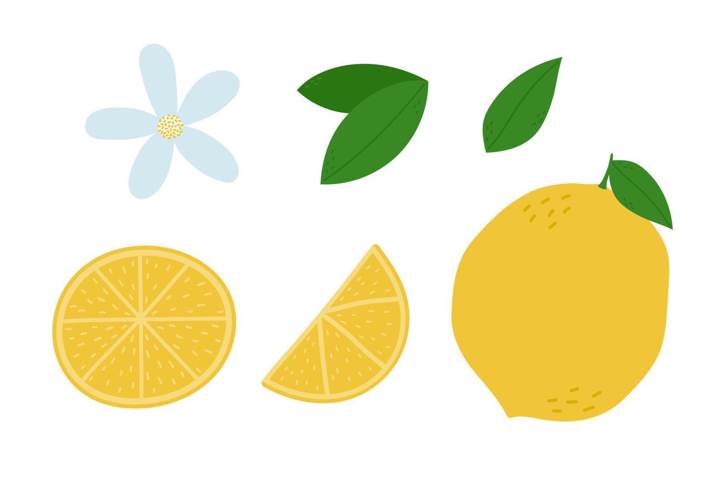 handritad citron samling. hel citron, skivor, blomma och blad. isolerade vektor illustration