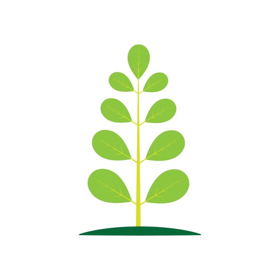 Moringa-Blatt-Logo-Illustrationsvektordesign vektor