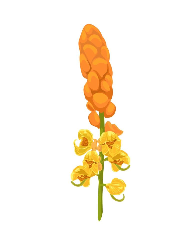 vektor illustration, ljus buske blomma eller senna alata isolerad på vit bakgrund, örtmedicin växt.