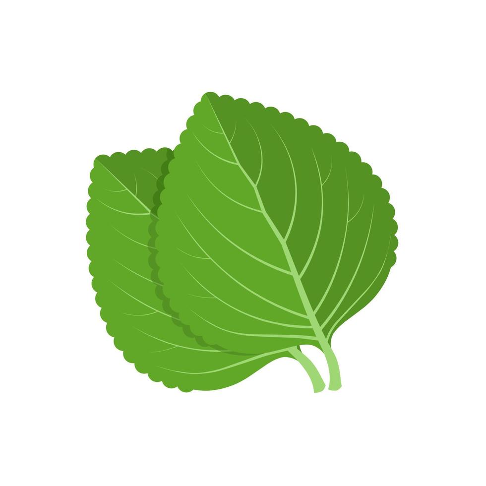 vektor illustration, grönt shiso blad eller perilla frutescens, isolerad på vit bakgrund.