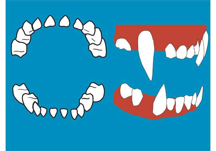 Vektor Zähne und Zahnfleisch