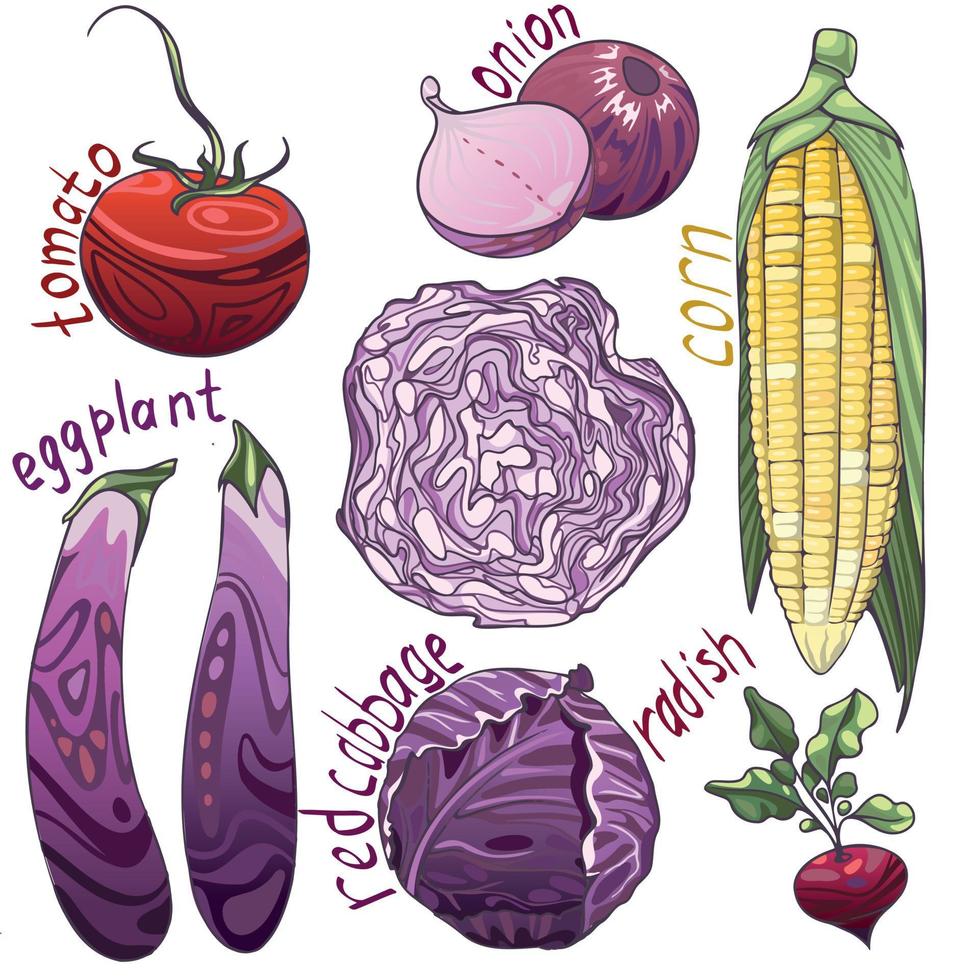 Aubergine, Tomate, Zwiebel, Mais, Rotkohl, Rettich. Gruppe und ein Sliceggplant, Tomate, Zwiebel, Mais, Rotkohl, Rettich. Gruppe und ein Stück vektor