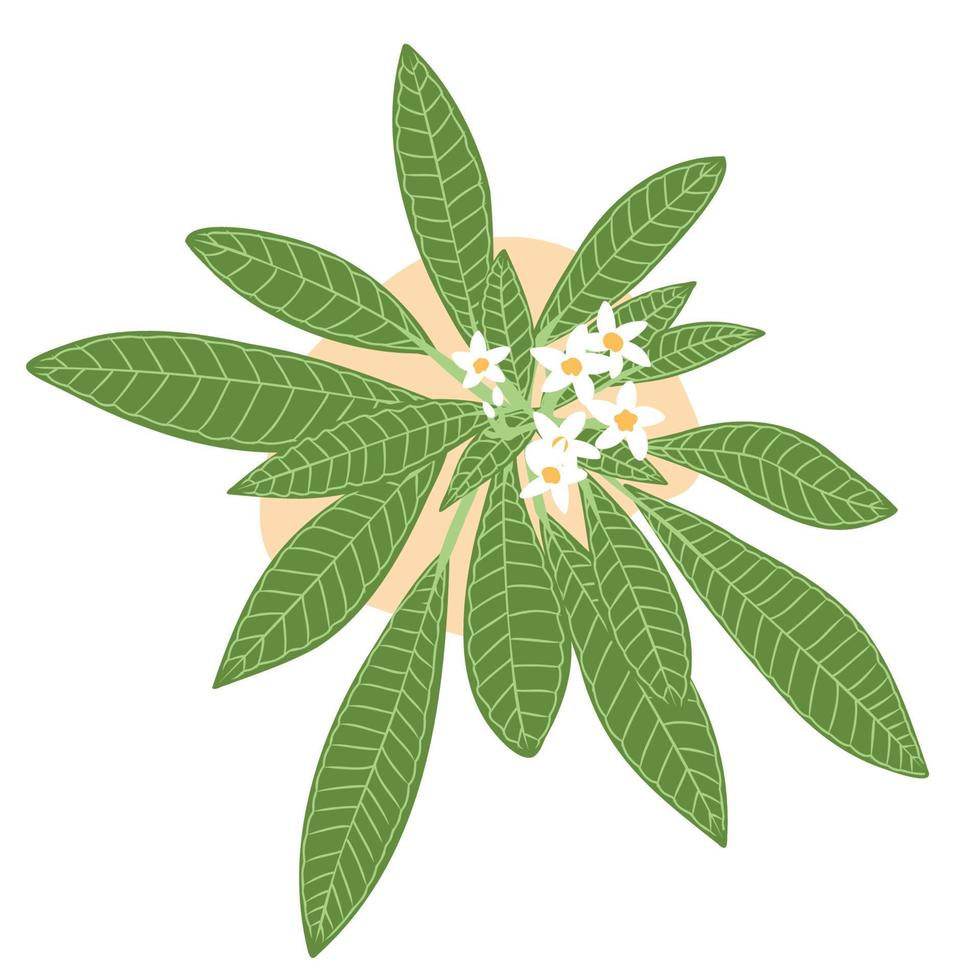 plumeria blad och blommor enkel platt, vit tropisk blomma, gröna exotiska blad vektorillustration vektor