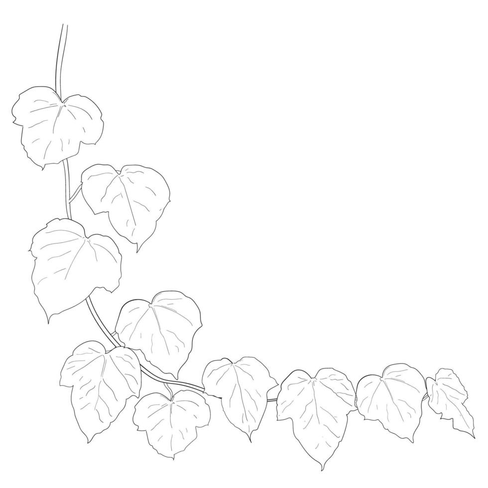 teckning av murgröna löv. vektor