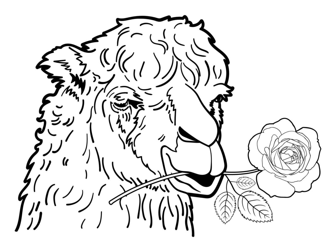 teckning av alpacka porträtt med ros vektor