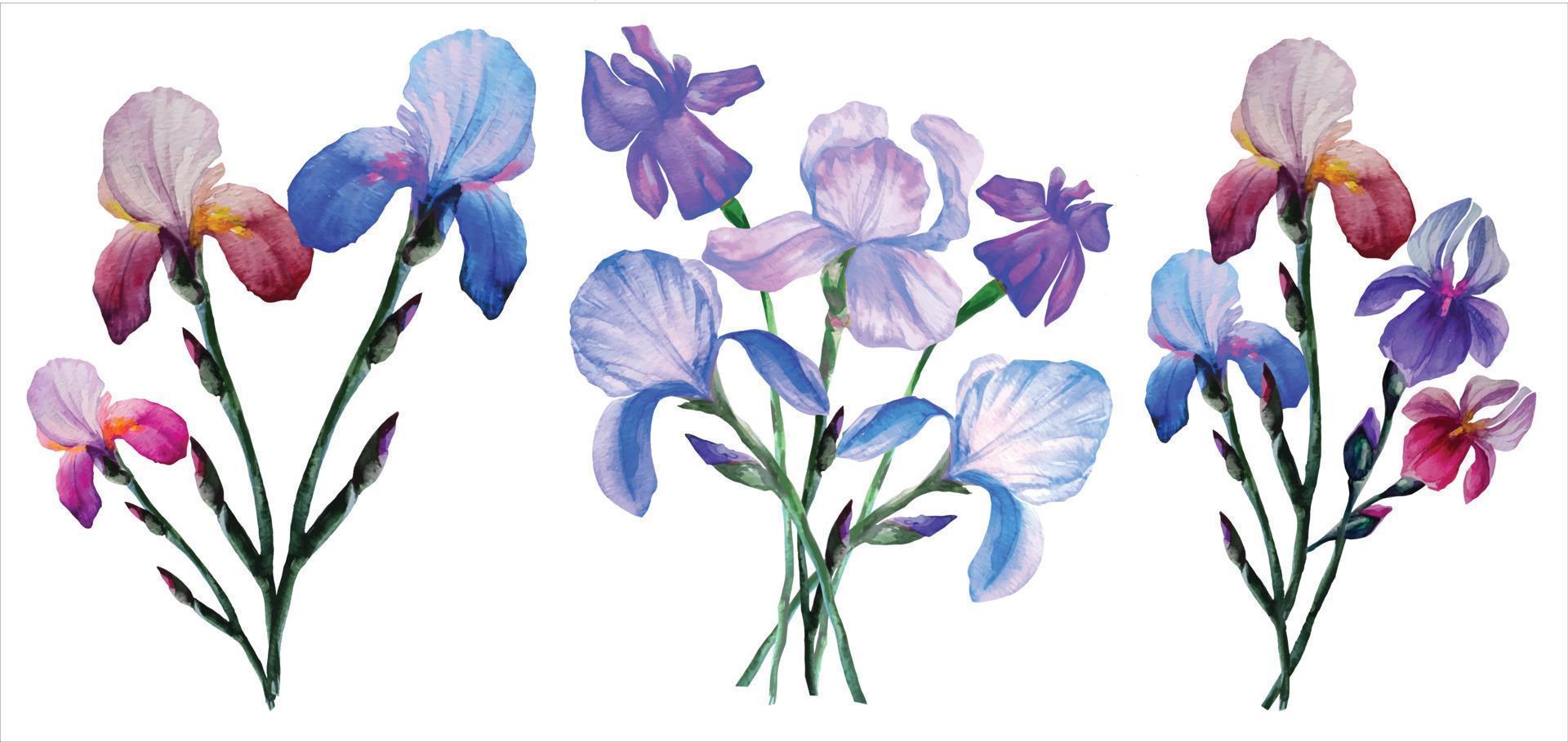 blühende irisblumen in botanischen aquarellillustration der blumensträuße vektor