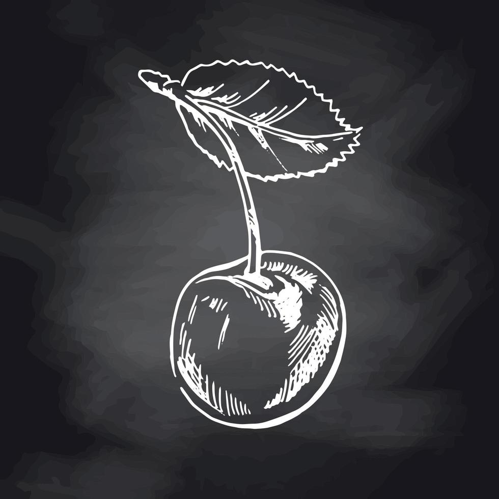 vektor körsbär handritad vit skiss på svarta tavlan. isolerade handritade körsbär på svart bakgrund. sommar frukt illustration. detaljerad vegetarisk mat. perfekt för etikett, affisch, tryck