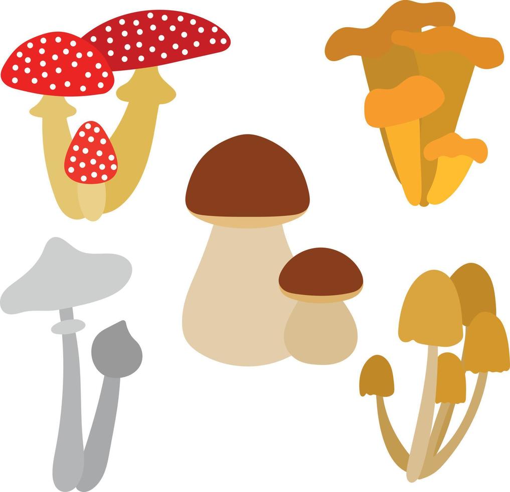 Reihe von verschiedenen Arten von Pilzen isoliert auf weißem Hintergrund. essbar und giftig. Amanita Pfifferling Fliegenpilz Steinpilz falsche Pilze. Vektor-Illustration. vektor