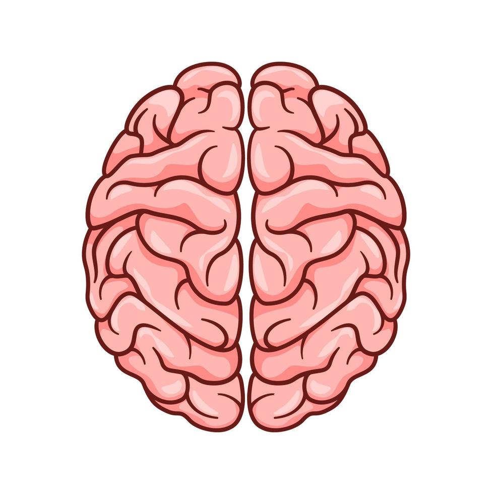 Vektor des menschlichen Gehirns isoliert auf weißem Hintergrund