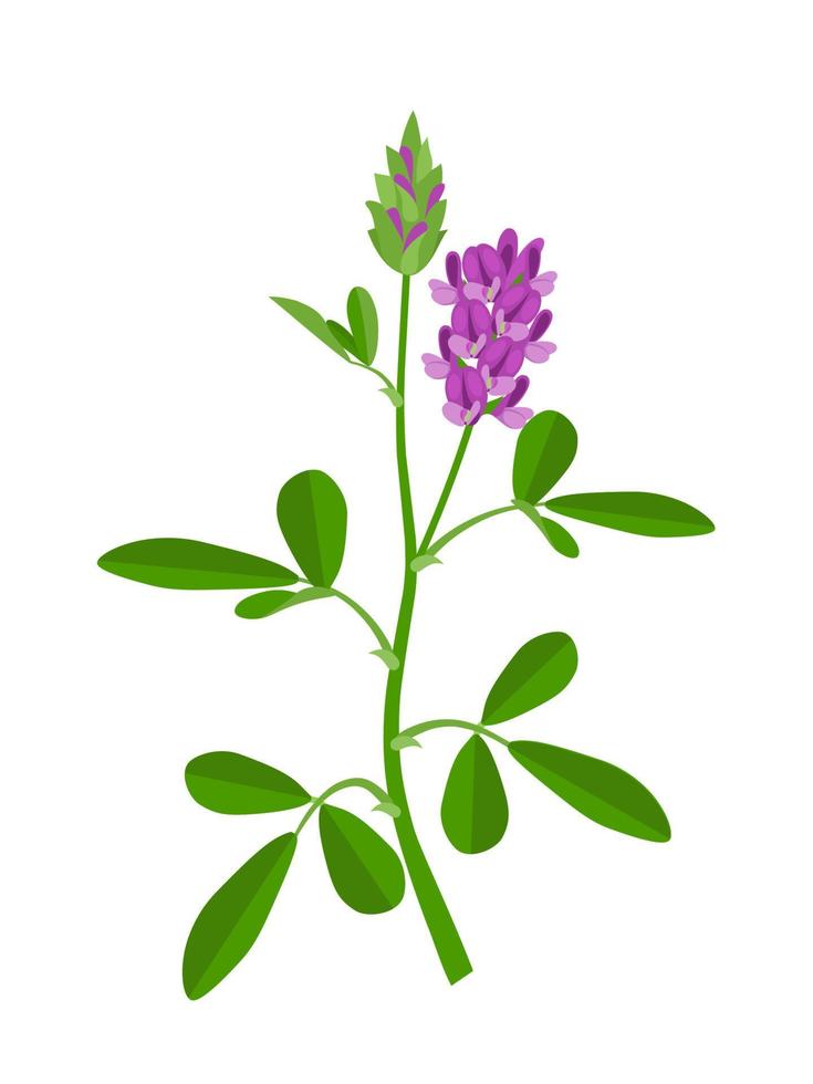 vektor illustration av alfalfa eller medicago sativa, isolerad på vit bakgrund.