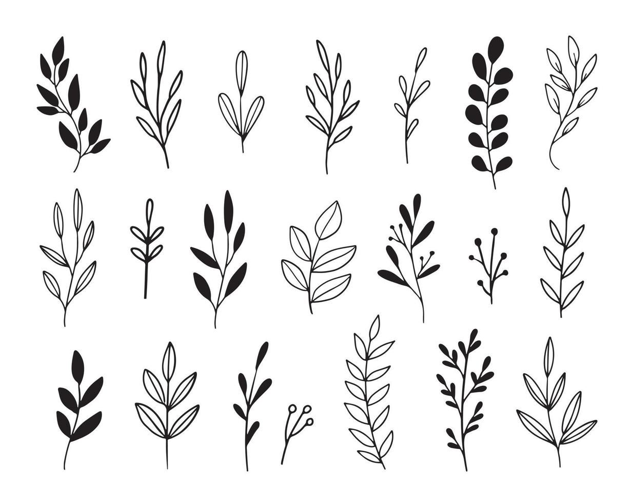 Vektorzweige und Blätter. handgezeichnete florale Elemente im lockeren Doodle-Stil. tinte vintage botanische illustrationen. vektor