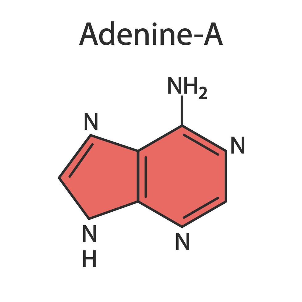 Molekül der Adenin-Purin-Base. die basis ist in dna und rna vorhanden. medizinische Illustration. vektor