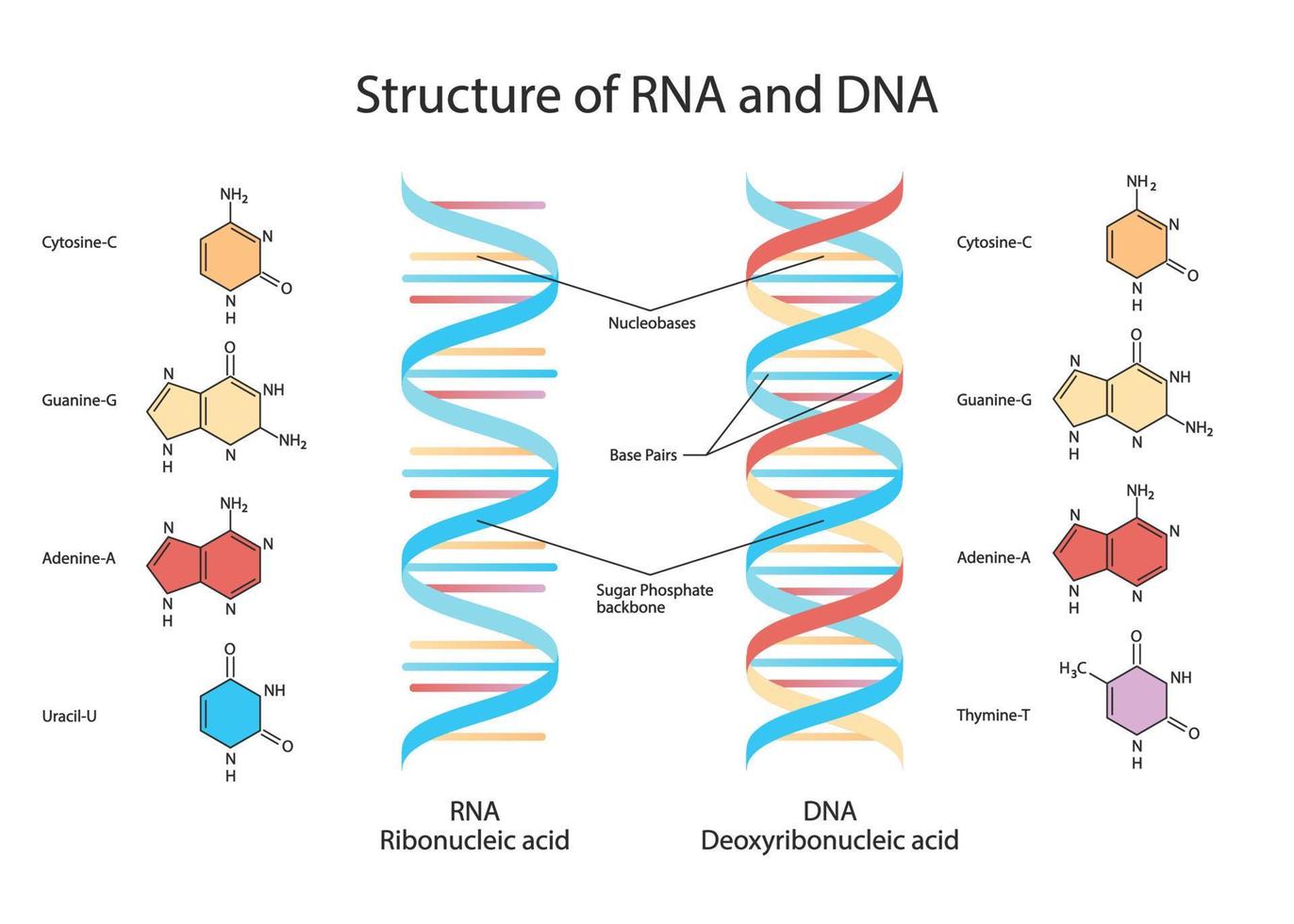 struktur der dna. Krankenblatt. vektor